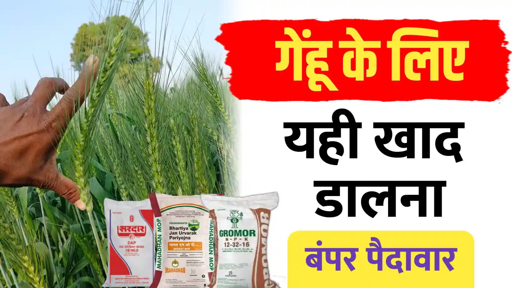 गेहूं खाद मैनेजमेंट