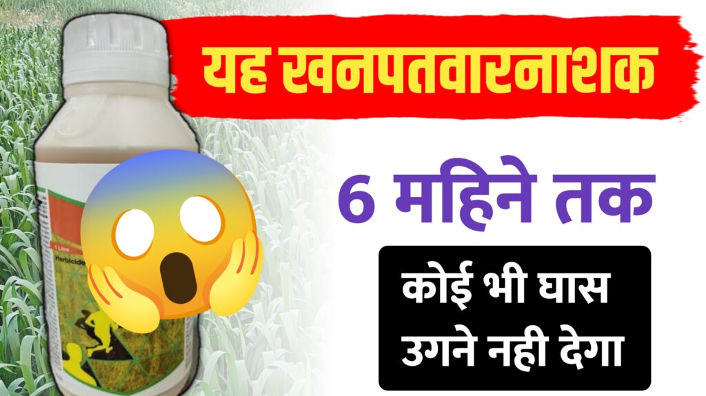 यह हर्बिसाइड एक स्प्रे में 6 महीने तक खेत में घास को उगने से रोकता