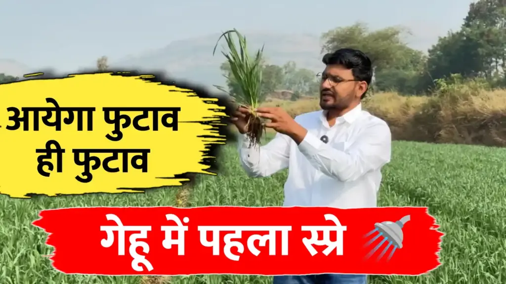 गेहूं का पहला स्प्रे: कल्ले (फुटवा) बढ़ाने के लिये यही स्प्रे करना
