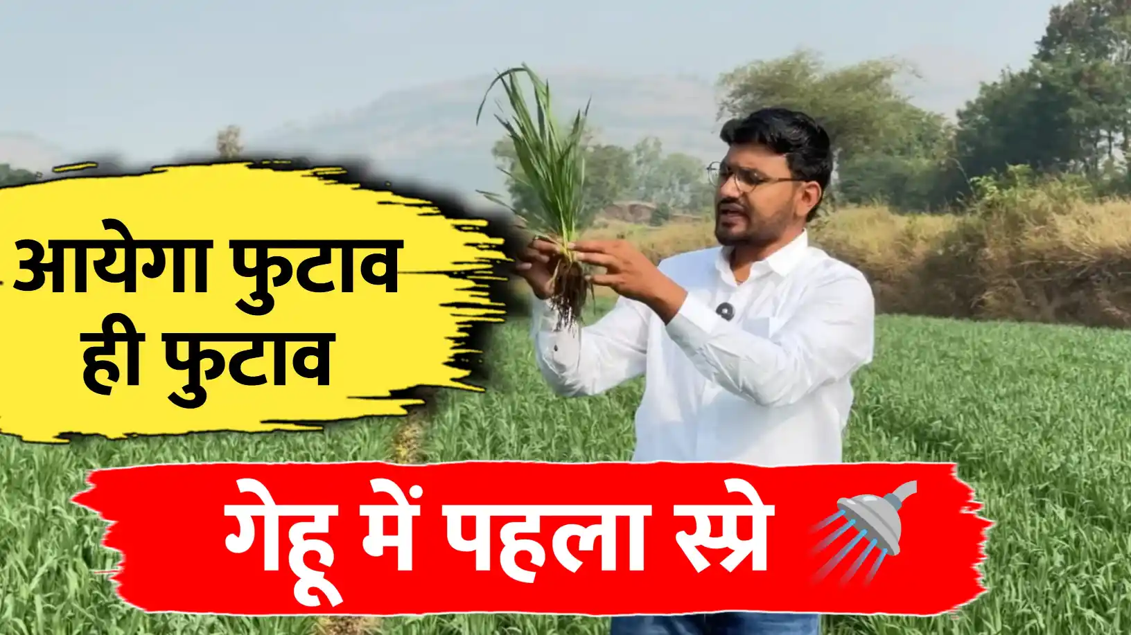 गेहूं का पहला स्प्रे