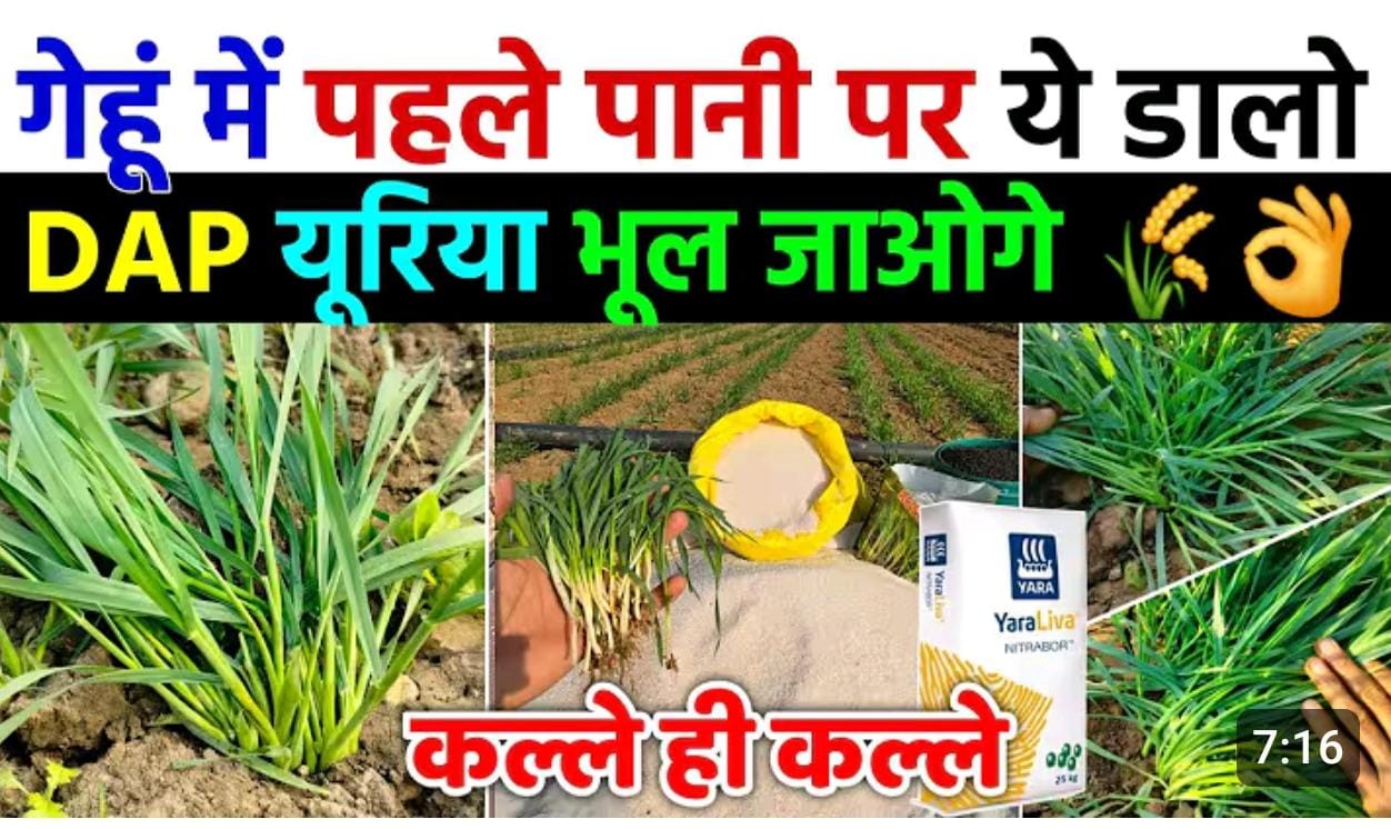 गेहूं की फसल में पहला पानी